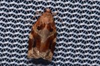 Archips xylosteana