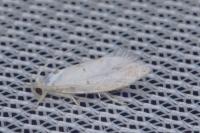Niphonympha dealbatella
