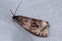 Orthotaenia undulana
