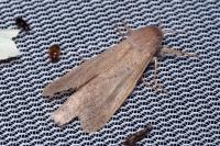Phragmataecia castaneae