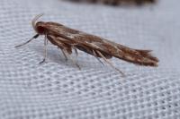 Pyroderces argyrogrammos
