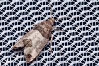 Spilonota ocellana