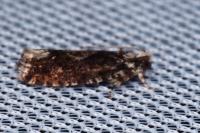 Zeiraphera isertana