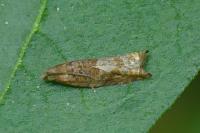 Epinotia tenerana