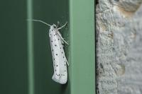Yponomeuta evonymella