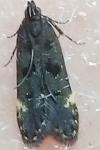 Dichomeris alacella