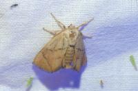 Apoda limacodes