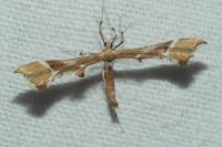 Cnaemidophorus rhododactylus