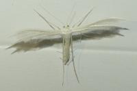Pterophorus pentadactylus