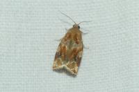 Archips xylosteana