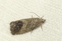 Cydia splendana