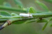 Leucoptera spartifoliella