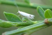 Leucoptera spartifoliella
