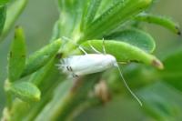 Leucoptera spartifoliella