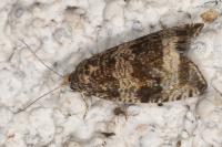 Celypha lacunana