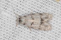 Symmoca signatella