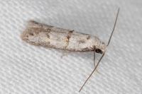 Symmocoides oxybiella