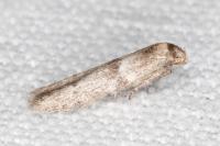 Blastobasis