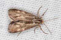 Brachodes funebris
