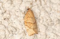 Pandemis cerasana