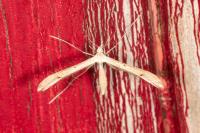 Stenoptilia