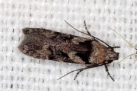 Carpatolechia decorella