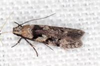 Carpatolechia decorella
