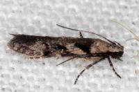 Carpatolechia decorella