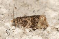 Orthotaenia undulana