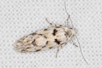 Parastenolechia nigrinotella