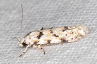 Parastenolechia nigrinotella