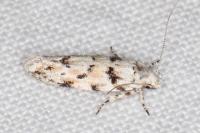 Parastenolechia nigrinotella