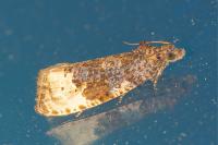Hedya ochroleucana