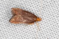 Eurodachtha pallicornella