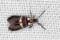 Dasycera oliviella