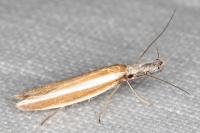 Pleurota aristella