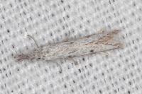 Pleurota gallicella