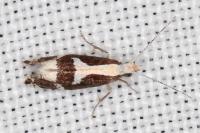 Eidophasia syenitella