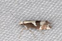 Eidophasia syenitella