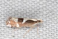 Eidophasia syenitella