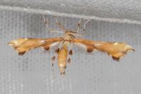 Cnaemidophorus rhododactylus