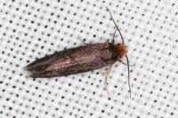 Cephimallota crassiflavella