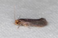 Cephimallota crassiflavella