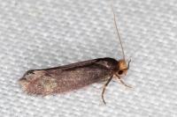 Cephimallota crassiflavella