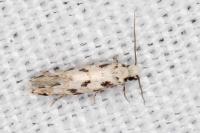 Nemapogon nevadellus