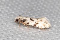 Nemapogon nevadellus