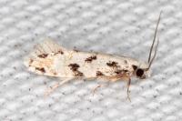 Nemapogon nevadellus