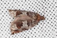Ancylis achatana