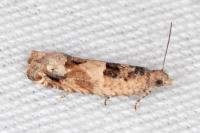 Crocidosema plebejana