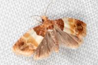 Epinotia festivana